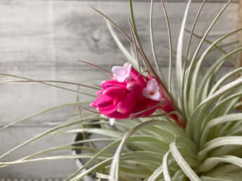 ティランジアイメージ