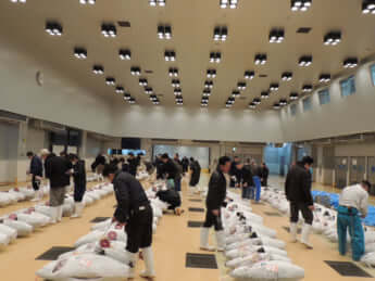 三崎魚港の魚市場で取引される冷凍マグロ