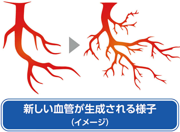 新しい血管が生成される様子（イメージ）
