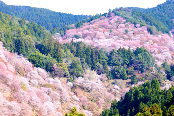 奈良県・吉野山