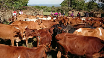 牛と共にあるマサイの生活と儀式