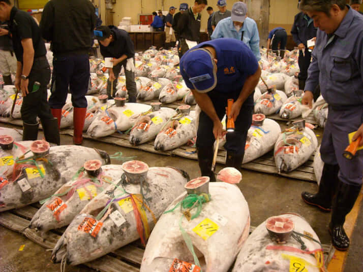 上場されたマグロを真剣に品定めする仲買人(築地市場)