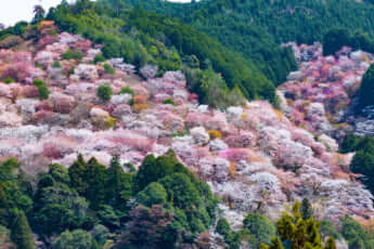 桜（奈良県・吉野山）