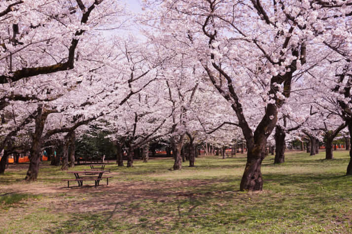 代々木公園（渋谷区）イメージ