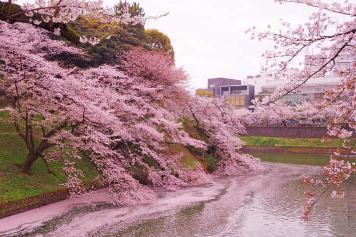 千鳥ヶ淵（千代田区）イメージ