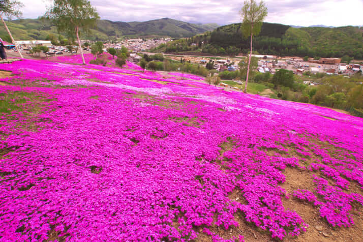 芝ざくら滝上公園