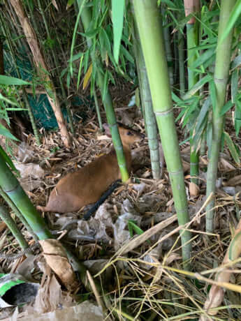 24年22号グラビア キョン_4