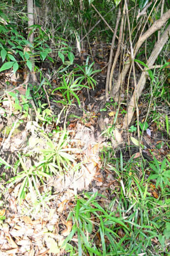 24年22号グラビア キョン_6