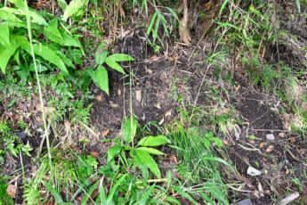 24年22号グラビア キョン_7