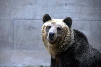 ヒグマイメージ