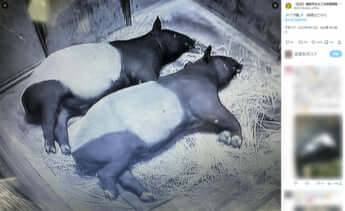 横浜市立よこはま動物園