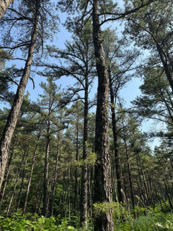 珍しい樹木がたくさん