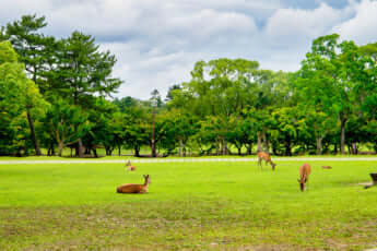 奈良公園春日野園地