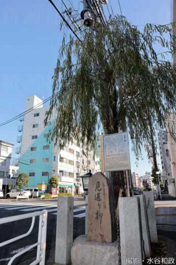 25年11号グラビア 花魁道中_18