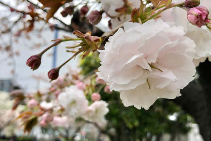 普賢象（ふげんぞう）桜