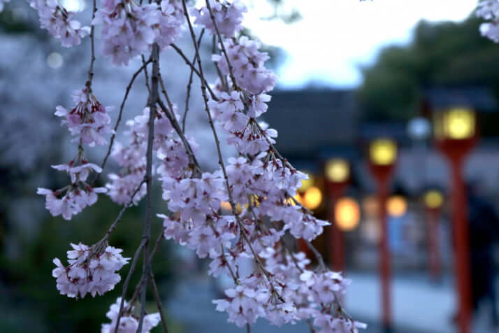 京都・平野神社