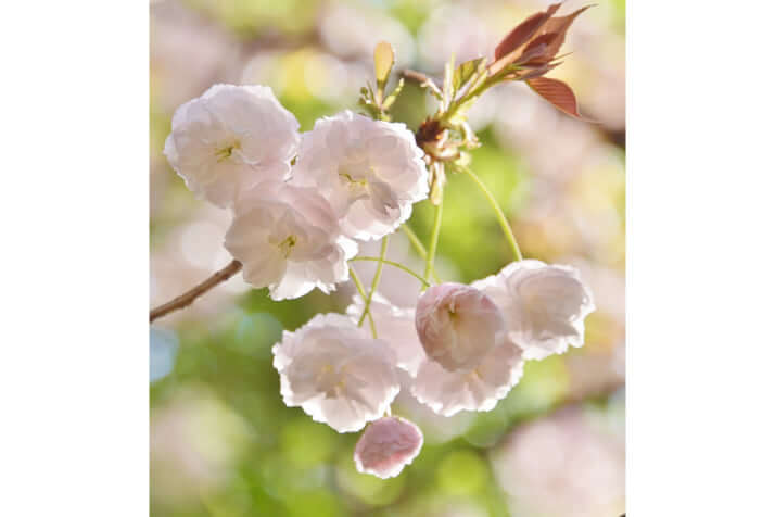 普賢象（ふげんぞう）桜