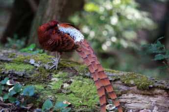 山鳥（コシジロヤマドリ）