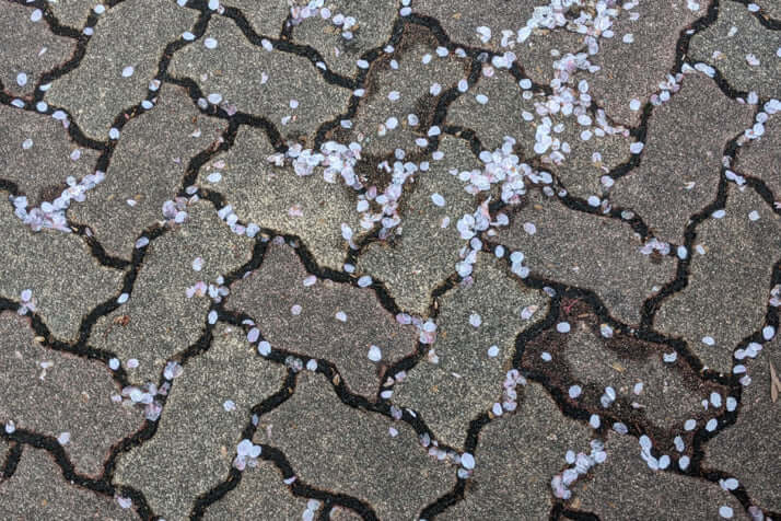 桜イメージ
