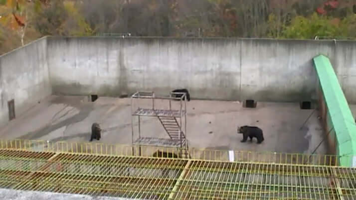 クマが逃げ出した運動場