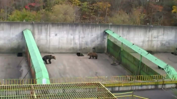 クマが逃げ出した運動場