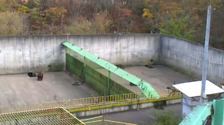 クマが逃げ出した運動場