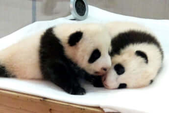 じゃれあうパンダの赤ちゃん