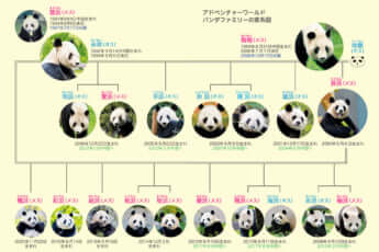 アドベンチャーワールドのパンダファミリーの家系図
