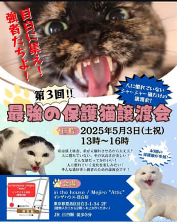 「最強の保護猫譲渡会」チラシ