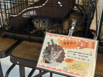 カモガイちゃん