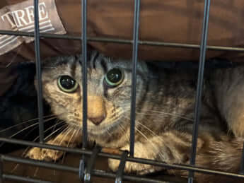 カモガイちゃん