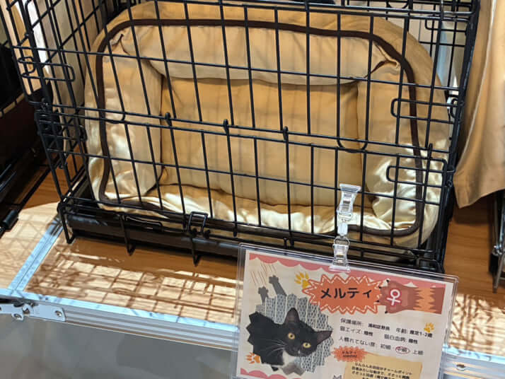 メルティちゃん