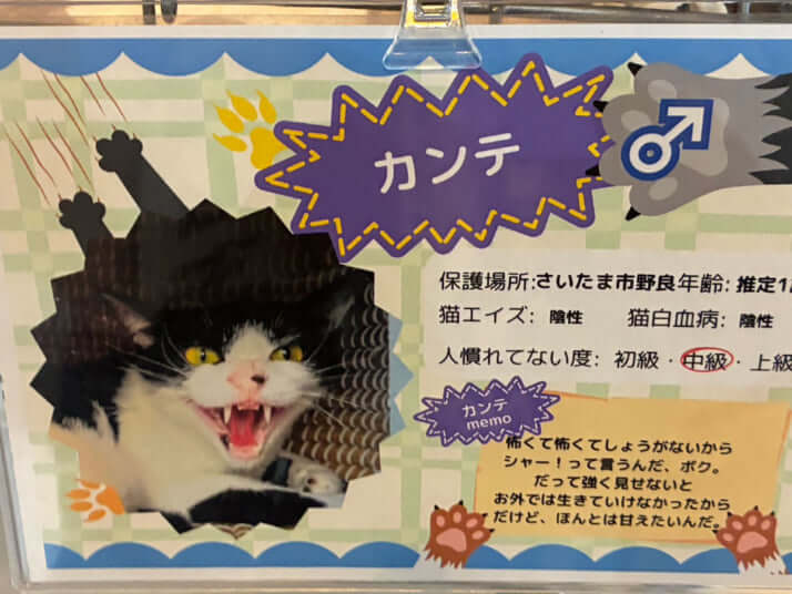 カンテくん