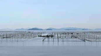海苔の養殖イメージ