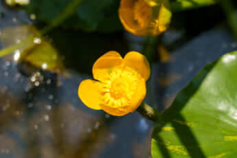 河骨の花イメージ