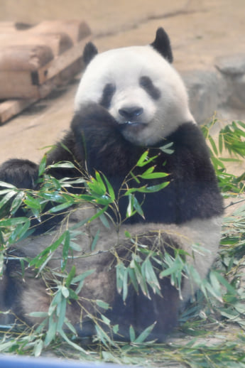 パンダ