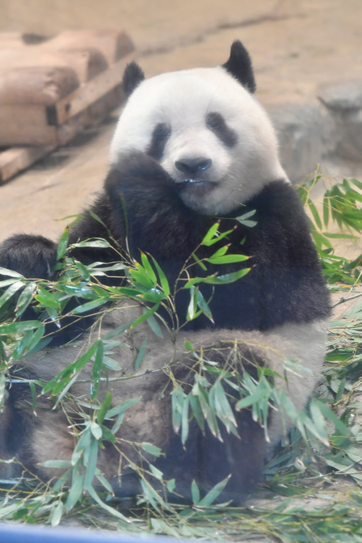 パンダ