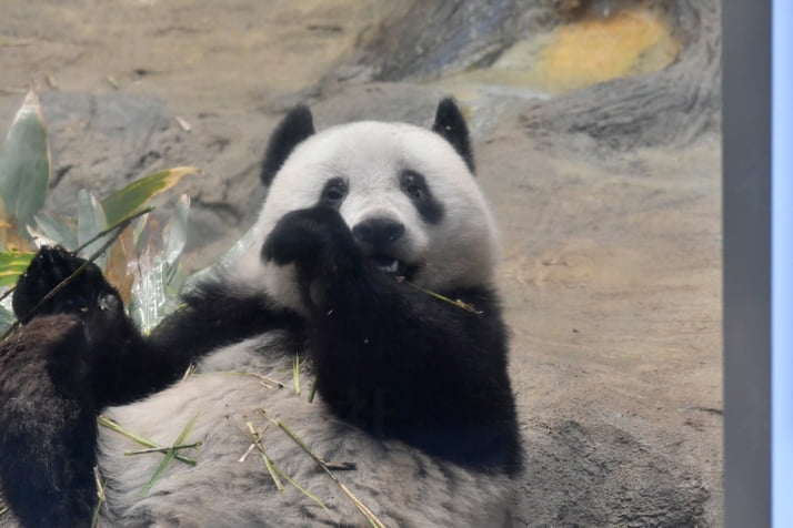 パンダ