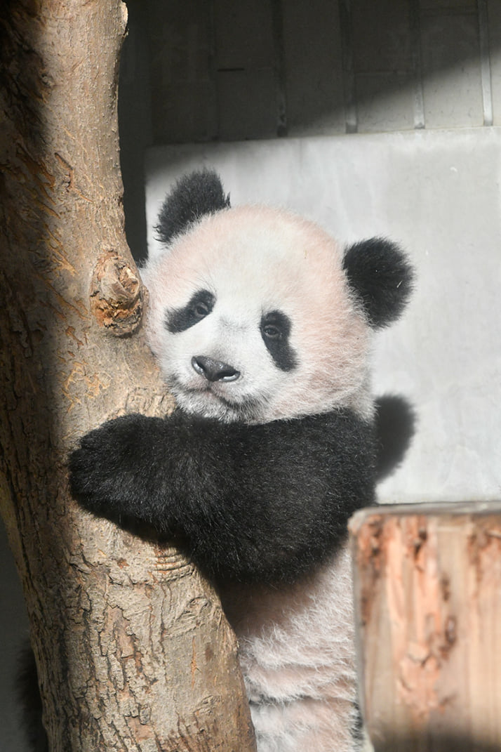 パンダ