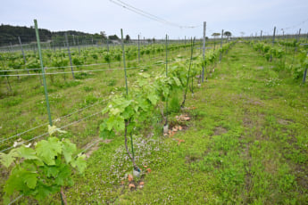 25年21号グラビア とみおかワイナリー_4