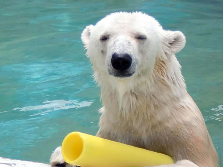 シロクマイメージ