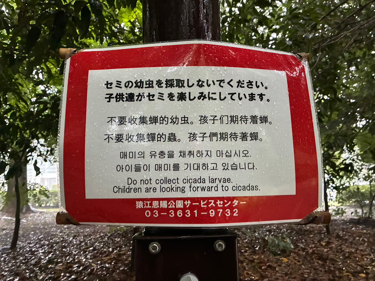 食用？ 波紋を呼ぶ“セミの幼虫乱獲”看板 「地域のイメージ悪化」で苦情 