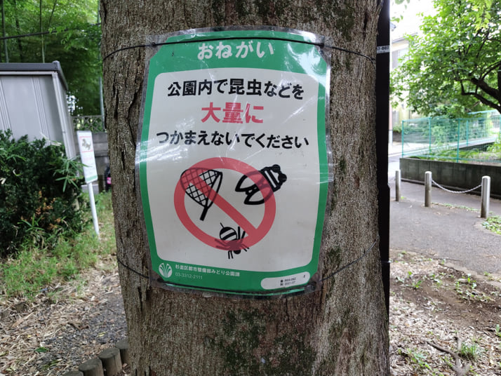 セミ2