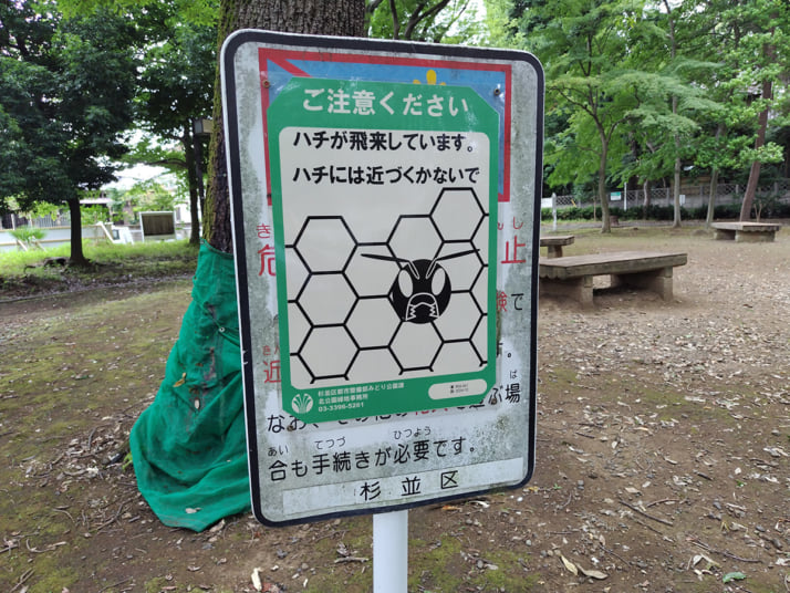 セミ4