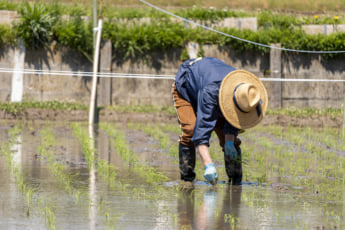 田植えイメージ