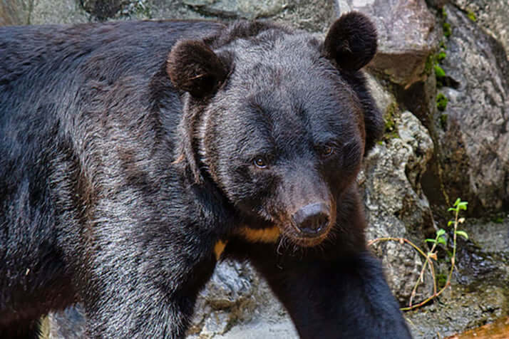 ツキノワグマイメージ