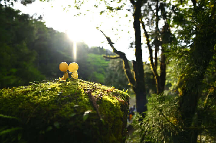 屋久島イメージ