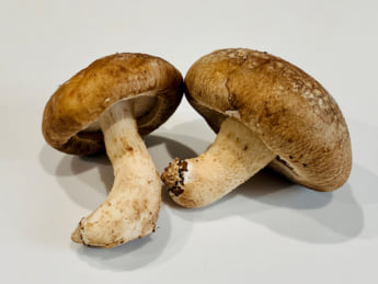 しいたけイメージ