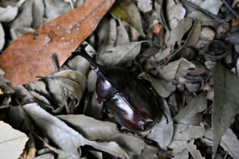 25年30号グラビア 昆虫_2