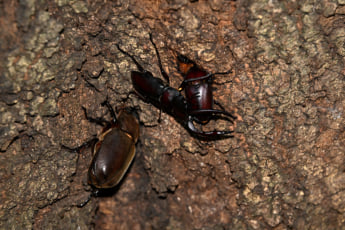 25年30号グラビア 昆虫_3